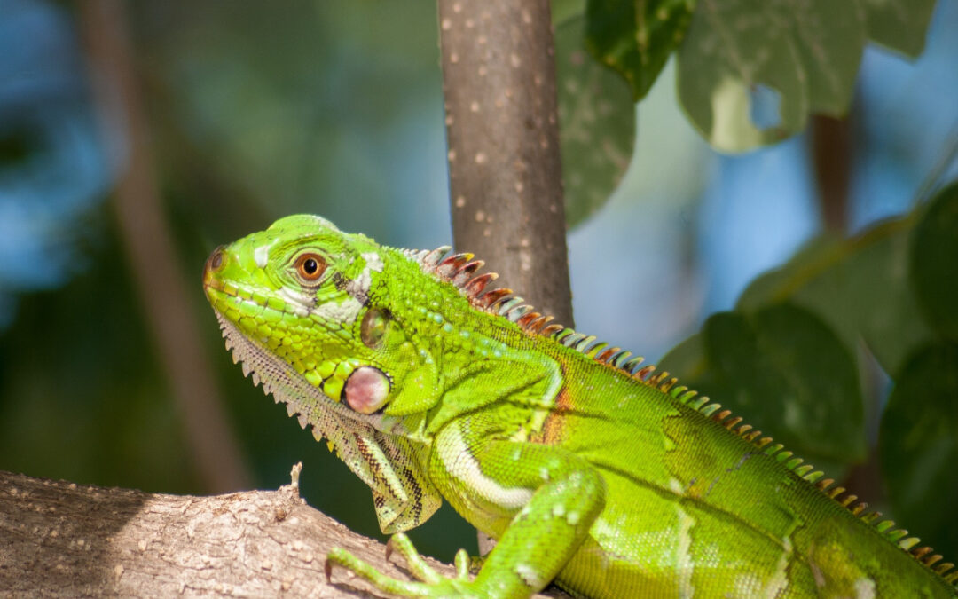 Iguana Care