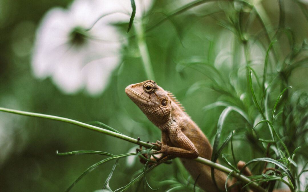 Iguana Habitats