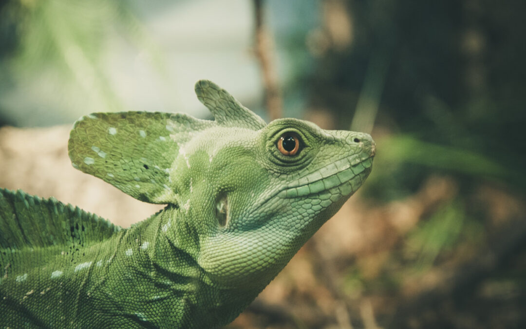 Iguana Pets