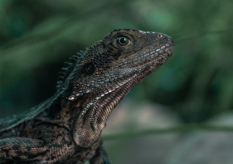 Iguana Lizard