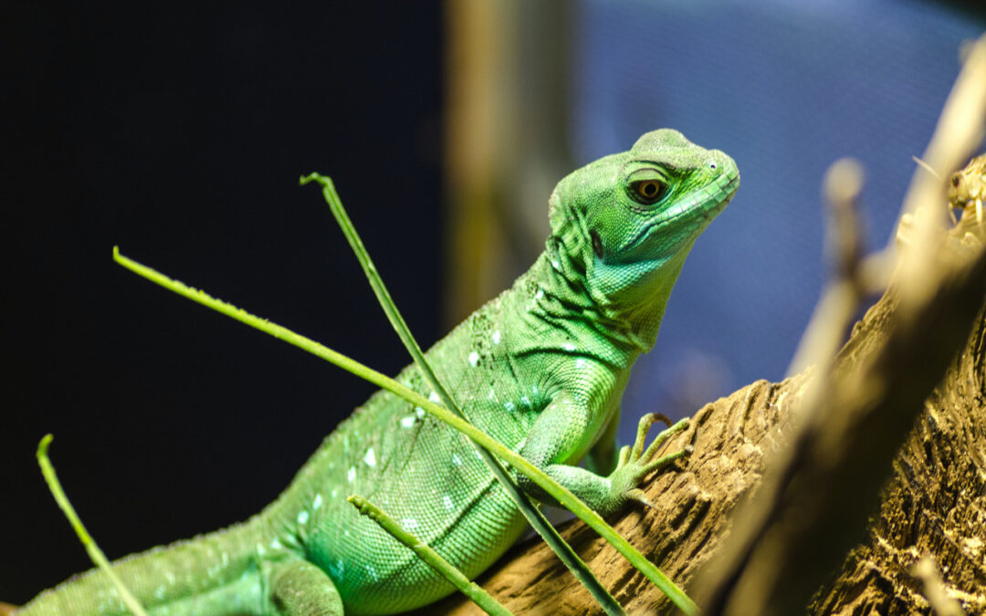 Green Iguana